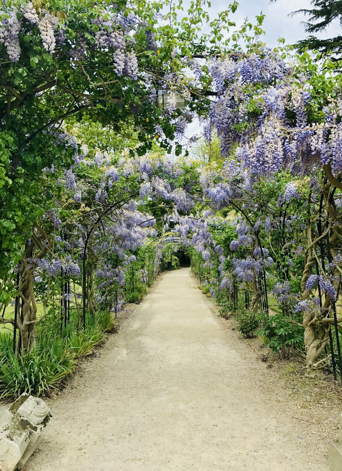 Pergola couverte de glycine